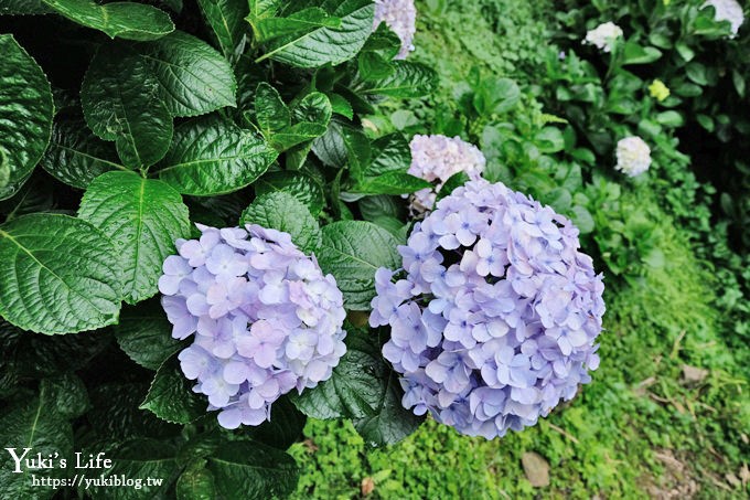 苗栗景點【碧絡角花園咖啡】蘑菇屋繡球花步道也太夢幻×南庄賞花下午茶親子好去處 - yuki.tw