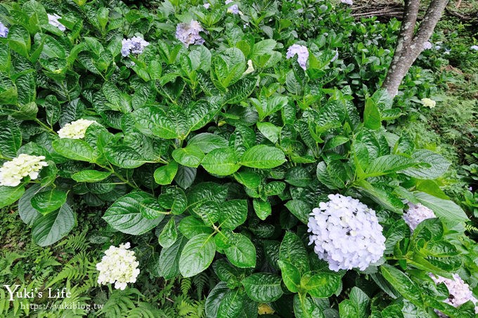 苗栗景點【碧絡角花園咖啡】蘑菇屋繡球花步道也太夢幻×南庄賞花下午茶親子好去處 - yuki.tw