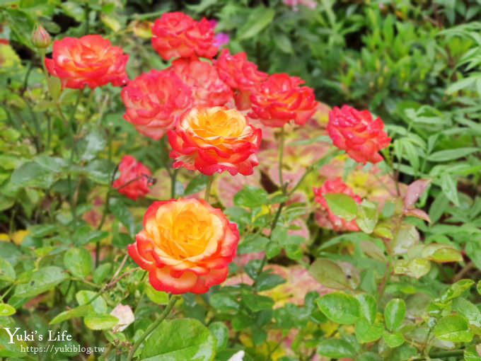 苗栗景點【碧絡角花園咖啡】蘑菇屋繡球花步道也太夢幻×南庄賞花下午茶親子好去處 - yuki.tw