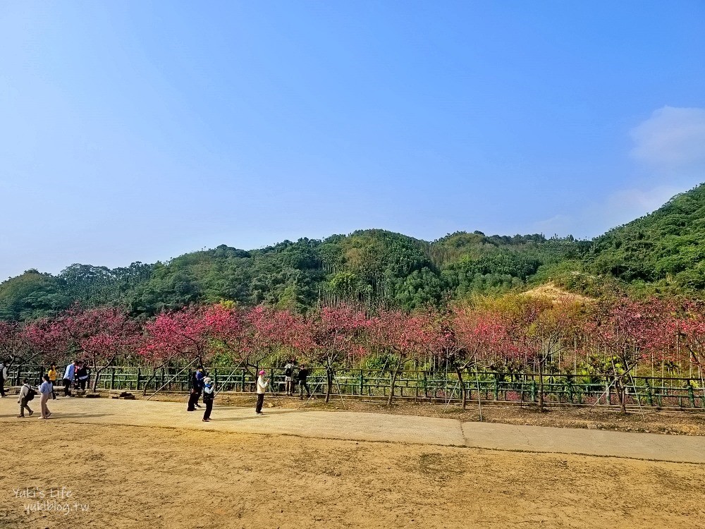 嘉義景點》半天岩紫雲寺，全台最長滾輪溜滑梯還能賞櫻花，阿里山一日遊好去處 - yuki.tw