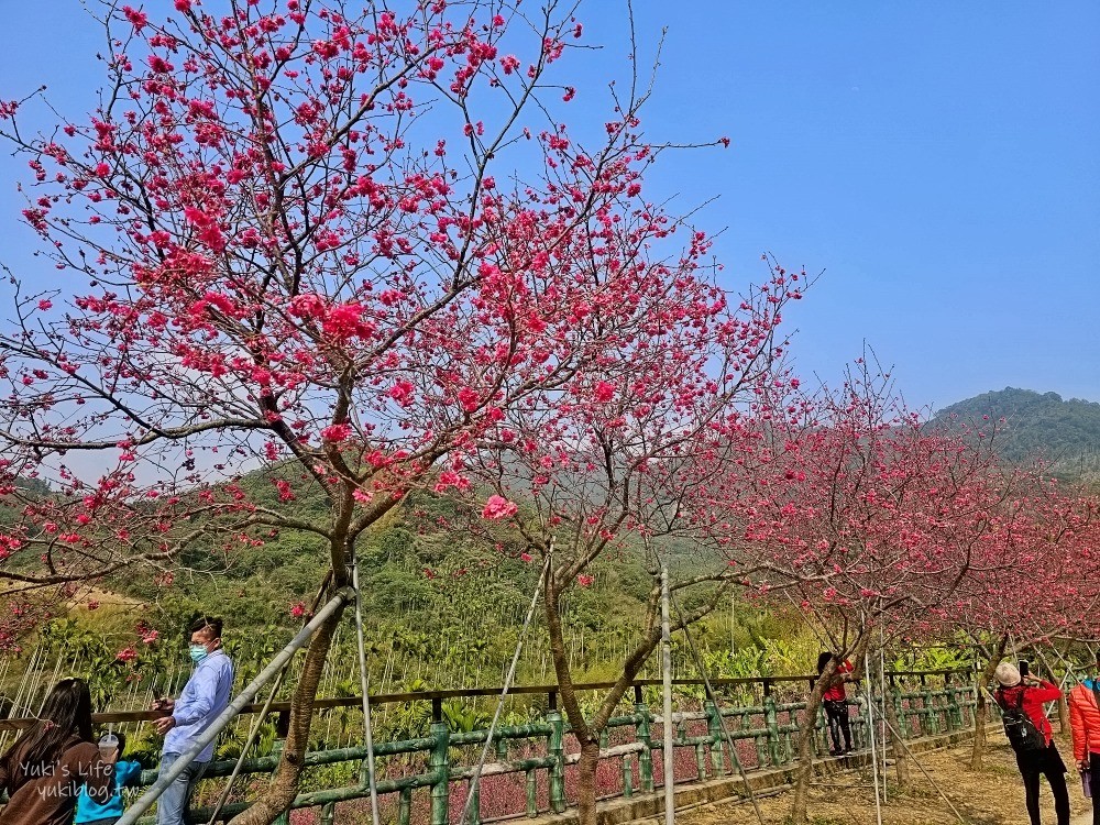 嘉義景點》半天岩紫雲寺，全台最長滾輪溜滑梯還能賞櫻花，阿里山一日遊好去處 - yuki.tw