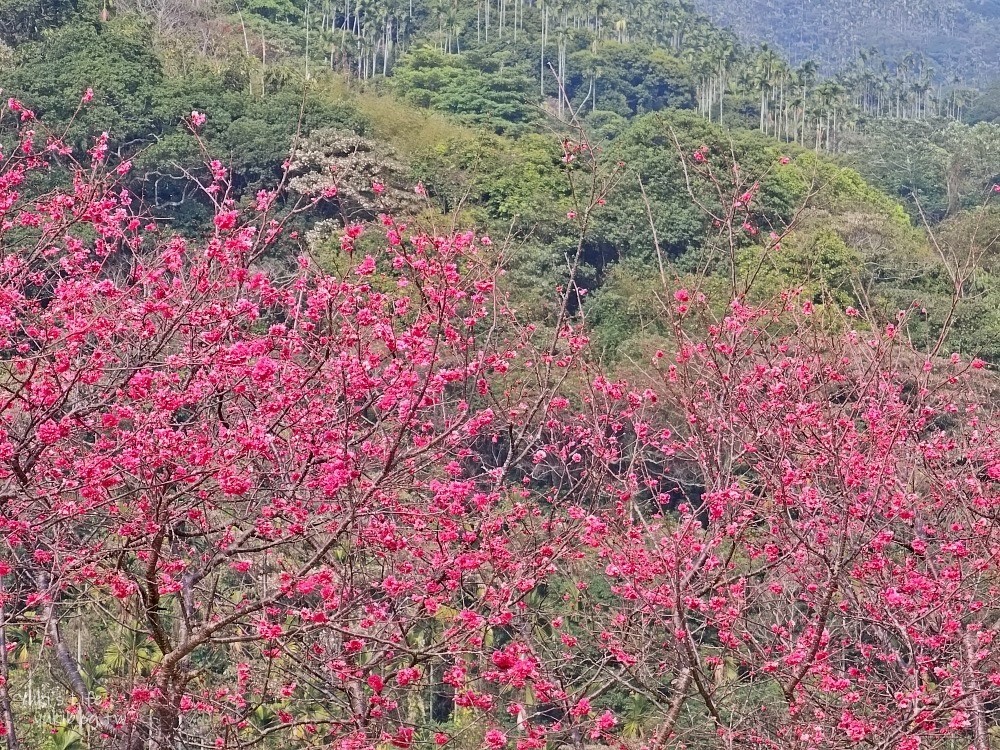 嘉義景點》半天岩紫雲寺，全台最長滾輪溜滑梯還能賞櫻花，阿里山一日遊好去處 - yuki.tw