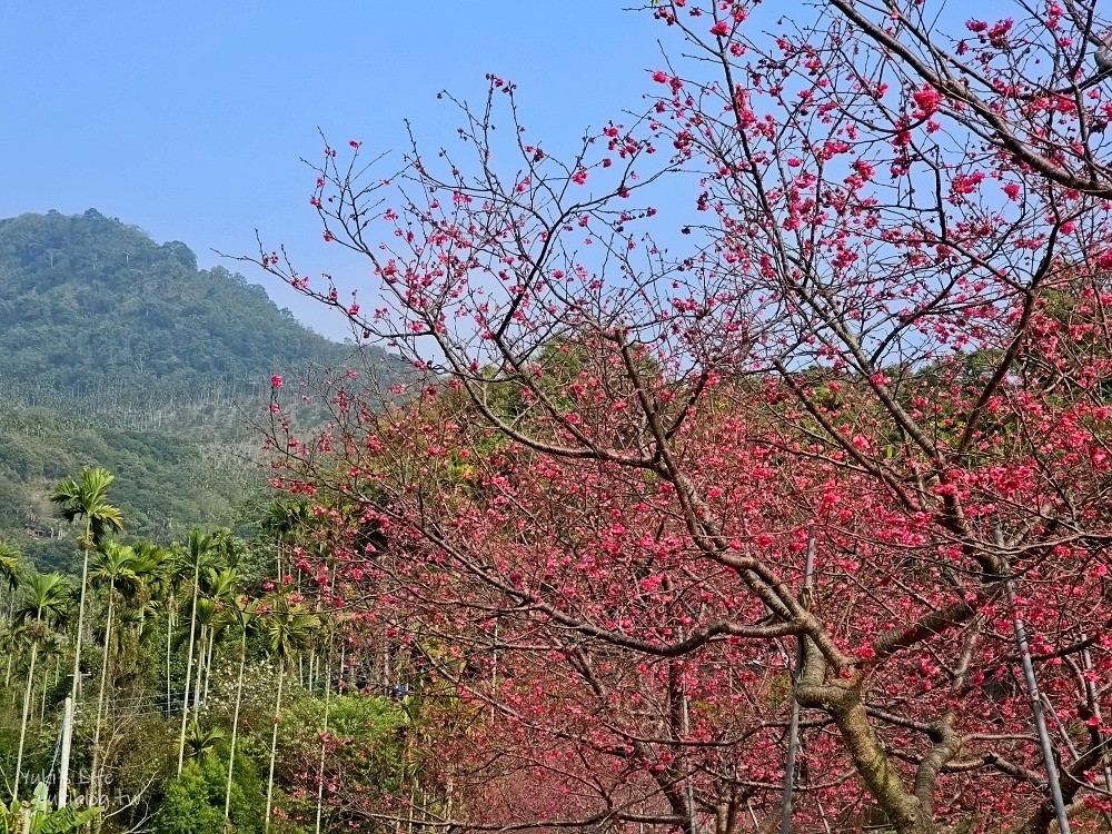 嘉義景點》半天岩紫雲寺，全台最長滾輪溜滑梯還能賞櫻花，阿里山一日遊好去處 - yuki.tw