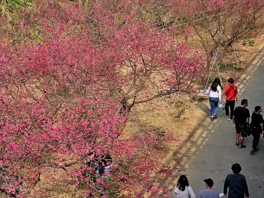 嘉義景點》半天岩紫雲寺，全台最長滾輪溜滑梯還能賞櫻花，阿里山一日遊好去處 - yuki.tw