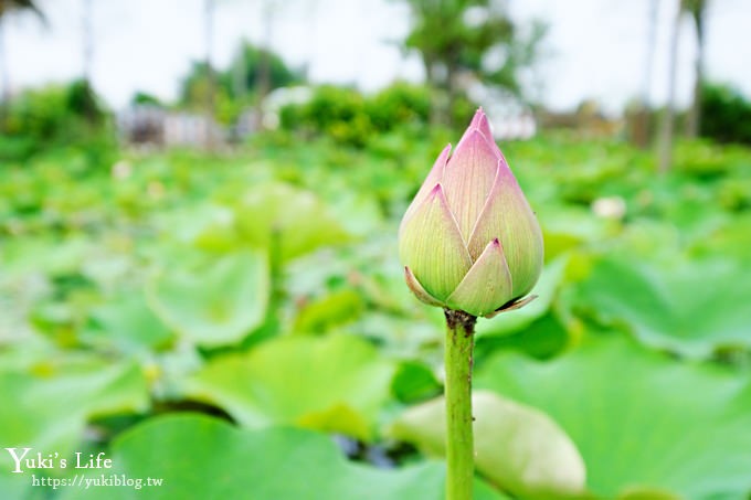 雲林古坑景點【珍粉紅城堡】水漾森林教堂~童話般的夢幻場景超好拍！ - yuki.tw