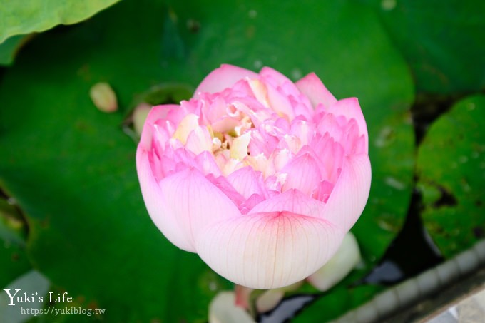 雲林古坑景點【珍粉紅城堡】水漾森林教堂~童話般的夢幻場景超好拍！ - yuki.tw