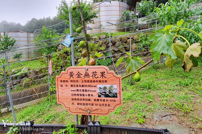 嘉義親子住宿推薦【掌聲響起民宿】阿里山看日出×自然冷氣夏天避暑夢幻仙境 - yuki.tw