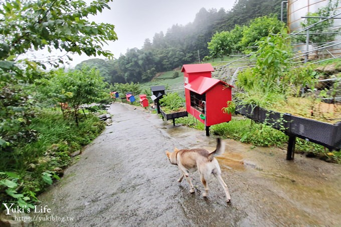 嘉義親子住宿推薦【掌聲響起民宿】阿里山看日出×自然冷氣夏天避暑夢幻仙境 - yuki.tw