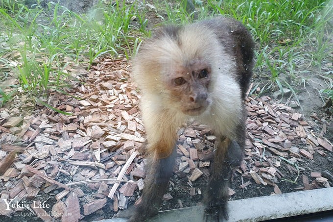 台北親子景點【木柵動物園】熱帶雨林室內館水豚君亮相！動物園室內遊玩攻略 - yuki.tw