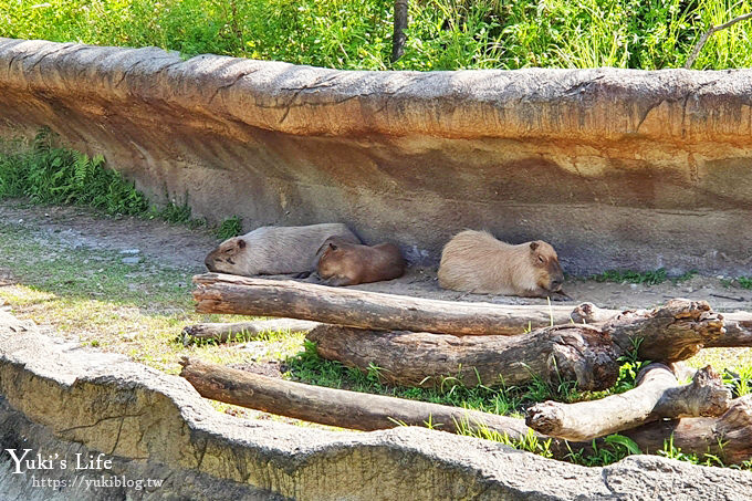 台北親子景點【木柵動物園】熱帶雨林室內館水豚君亮相！動物園室內遊玩攻略 - yuki.tw