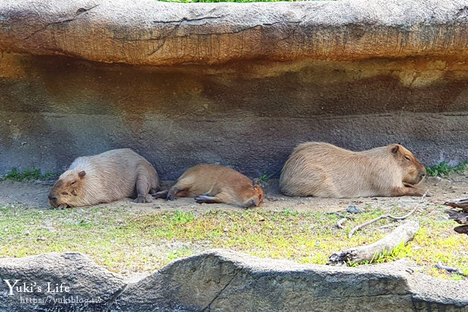 台北親子景點【木柵動物園】熱帶雨林室內館水豚君亮相！動物園室內遊玩攻略 - yuki.tw