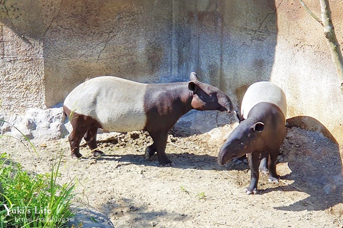 台北親子景點【木柵動物園】熱帶雨林室內館水豚君亮相！動物園室內遊玩攻略 - yuki.tw