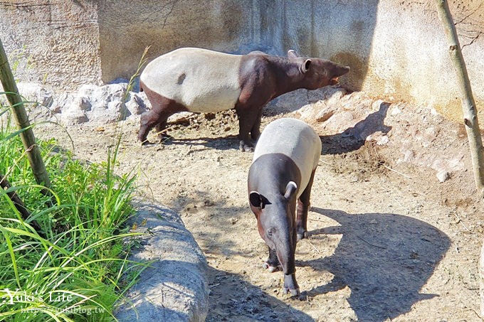 台北親子景點【木柵動物園】熱帶雨林室內館水豚君亮相！動物園室內遊玩攻略 - yuki.tw