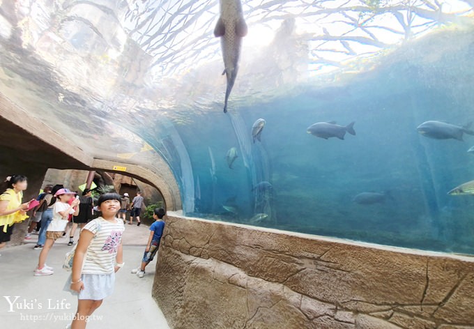 台北親子景點【木柵動物園】熱帶雨林室內館水豚君亮相！動物園室內遊玩攻略 - yuki.tw