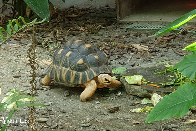 台北親子景點【木柵動物園】熱帶雨林室內館水豚君亮相！動物園室內遊玩攻略 - yuki.tw