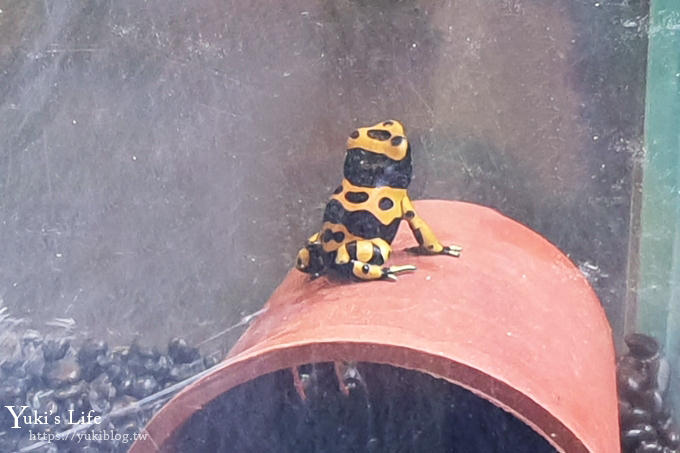 台北親子景點【木柵動物園】熱帶雨林室內館水豚君亮相！動物園室內遊玩攻略 - yuki.tw