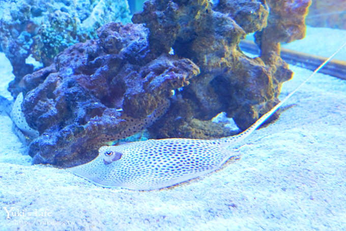 宜蘭親子景點【金車生技水產養殖研發中心】根本是水族館超好逛、鮮蝦現場吃、兒童遊戲區 - yuki.tw