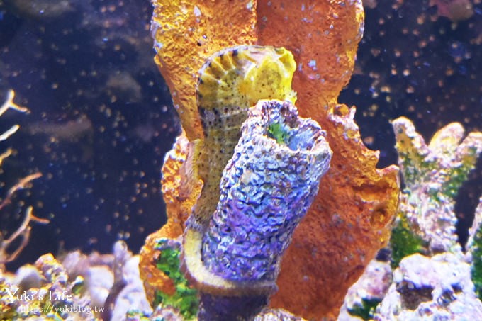 宜蘭親子景點【金車生技水產養殖研發中心】根本是水族館超好逛、鮮蝦現場吃、兒童遊戲區 - yuki.tw