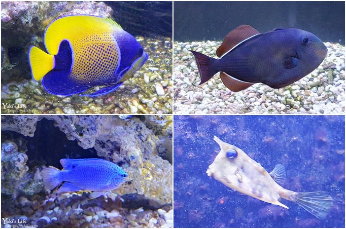 宜蘭親子景點【金車生技水產養殖研發中心】根本是水族館超好逛、鮮蝦現場吃、兒童遊戲區 - yuki.tw