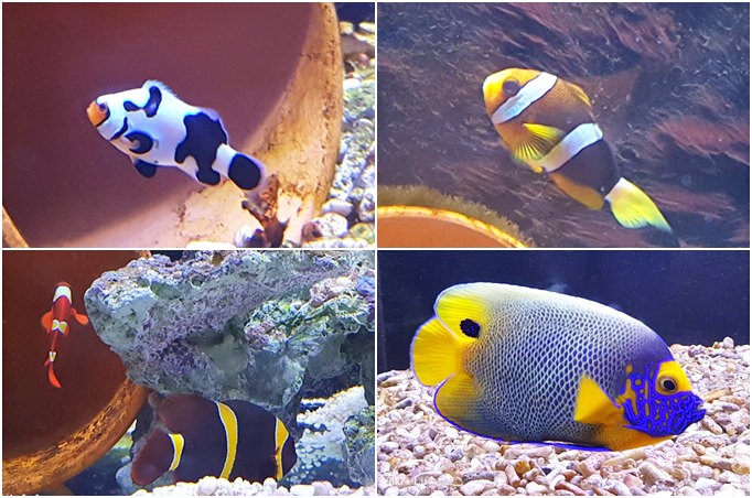 宜蘭親子景點【金車生技水產養殖研發中心】根本是水族館超好逛、鮮蝦現場吃、兒童遊戲區 - yuki.tw