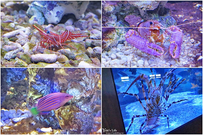 宜蘭親子景點【金車生技水產養殖研發中心】根本是水族館超好逛、鮮蝦現場吃、兒童遊戲區 - yuki.tw