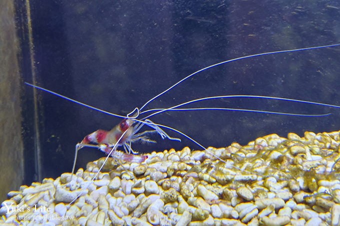 宜蘭親子景點【金車生技水產養殖研發中心】根本是水族館超好逛、鮮蝦現場吃、兒童遊戲區 - yuki.tw