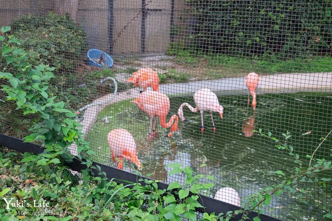 大阪天王寺動物園，北極熊在等你~大阪周遊卡免費觀光親子景點 - yuki.tw