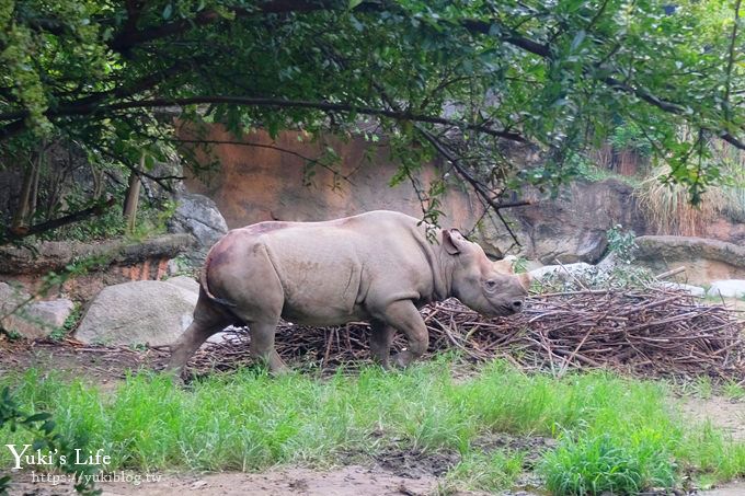 大阪天王寺動物園，北極熊在等你~大阪周遊卡免費觀光親子景點 - yuki.tw