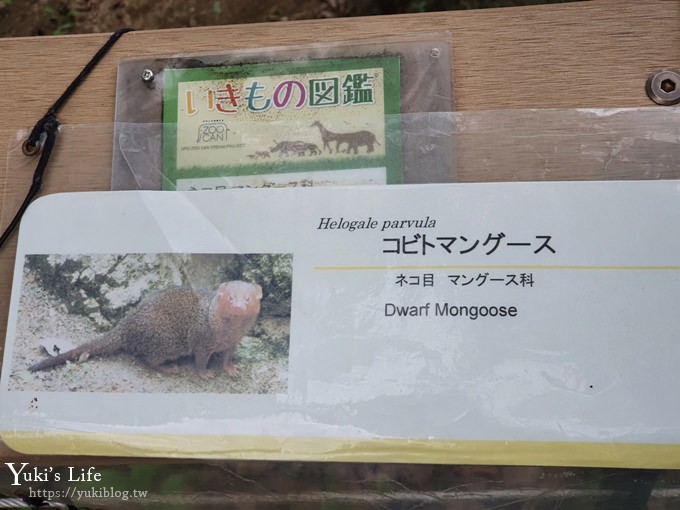 大阪天王寺動物園，北極熊在等你~大阪周遊卡免費觀光親子景點 - yuki.tw