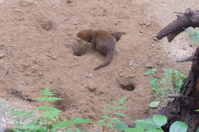 大阪天王寺動物園，北極熊在等你~大阪周遊卡免費觀光親子景點 - yuki.tw