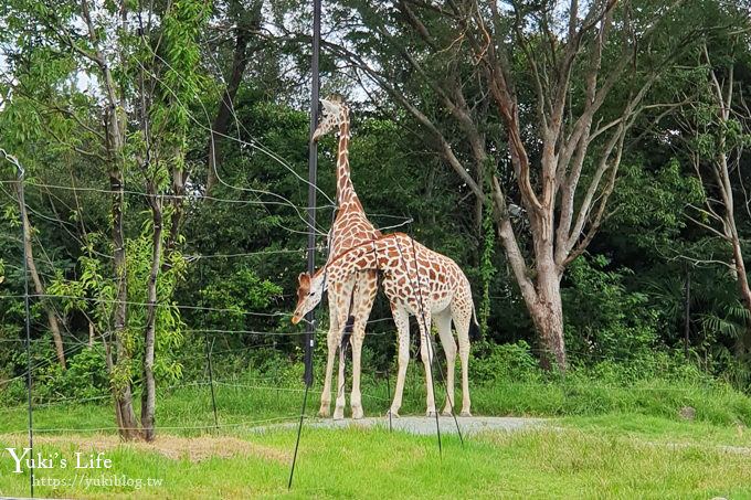 大阪天王寺動物園，北極熊在等你~大阪周遊卡免費觀光親子景點 - yuki.tw