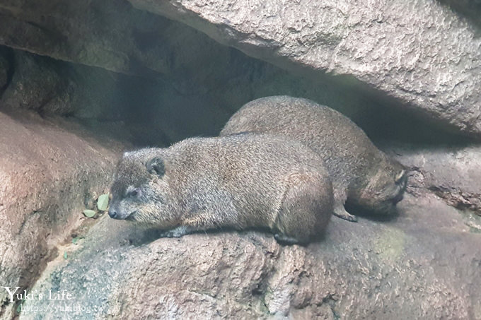 大阪天王寺動物園，北極熊在等你~大阪周遊卡免費觀光親子景點 - yuki.tw