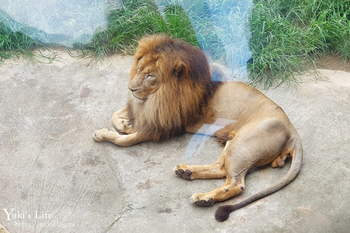 大阪天王寺動物園，北極熊在等你~大阪周遊卡免費觀光親子景點 - yuki.tw