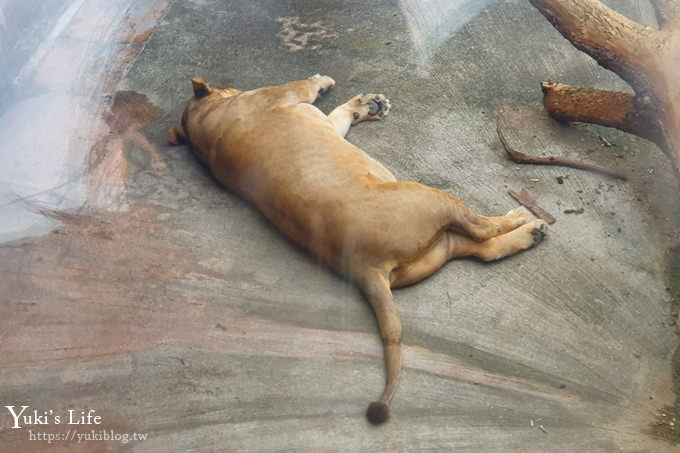 大阪天王寺動物園，北極熊在等你~大阪周遊卡免費觀光親子景點 - yuki.tw