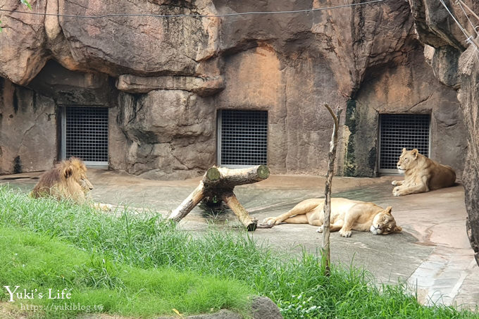 大阪天王寺動物園，北極熊在等你~大阪周遊卡免費觀光親子景點 - yuki.tw