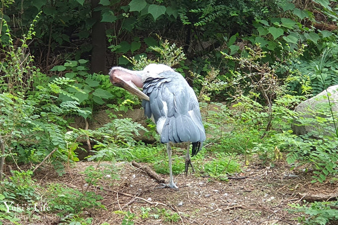 大阪天王寺動物園，北極熊在等你~大阪周遊卡免費觀光親子景點 - yuki.tw