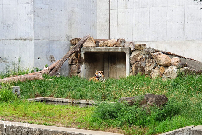 大阪天王寺動物園，北極熊在等你~大阪周遊卡免費觀光親子景點 - yuki.tw