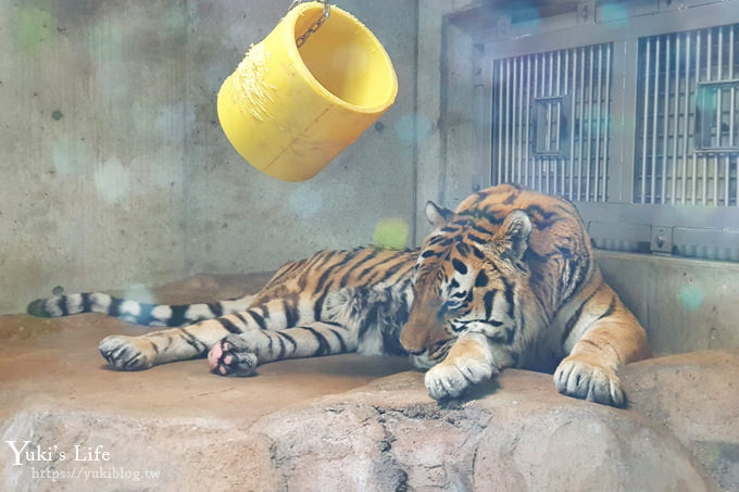 大阪天王寺動物園，北極熊在等你~大阪周遊卡免費觀光親子景點 - yuki.tw