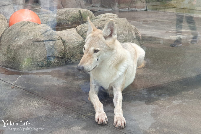 大阪天王寺動物園，北極熊在等你~大阪周遊卡免費觀光親子景點 - yuki.tw