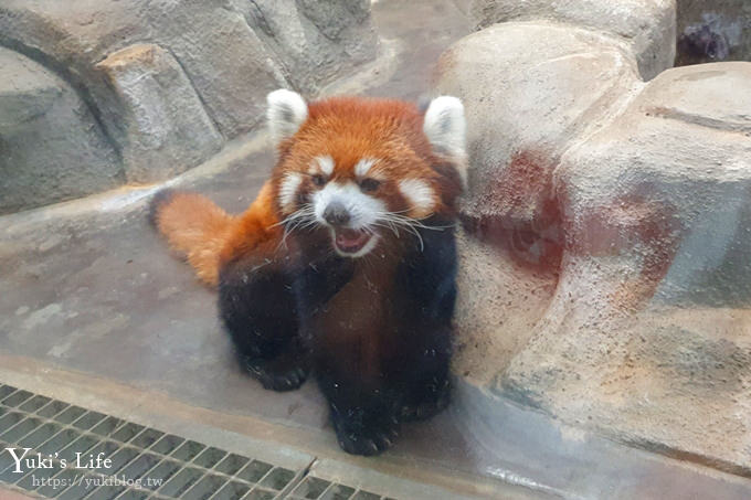 大阪天王寺動物園，北極熊在等你~大阪周遊卡免費觀光親子景點 - yuki.tw