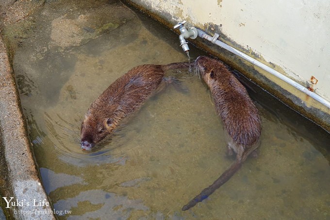 大阪天王寺動物園，北極熊在等你~大阪周遊卡免費觀光親子景點 - yuki.tw