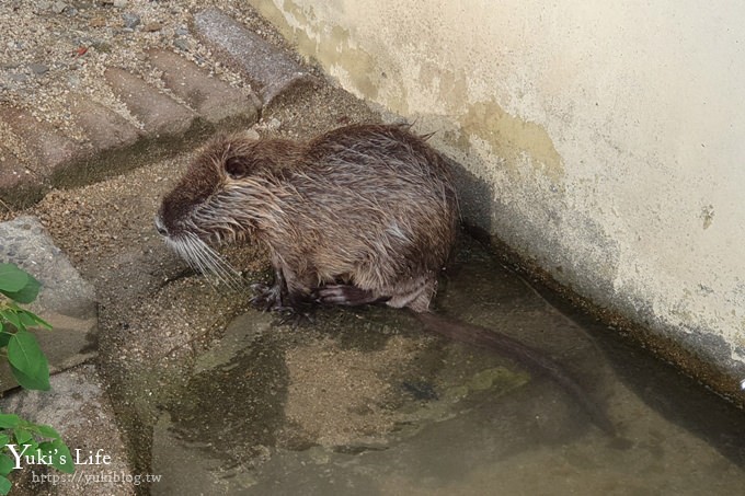 大阪天王寺動物園，北極熊在等你~大阪周遊卡免費觀光親子景點 - yuki.tw