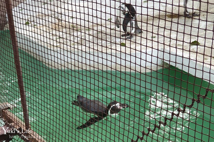 大阪天王寺動物園，北極熊在等你~大阪周遊卡免費觀光親子景點 - yuki.tw