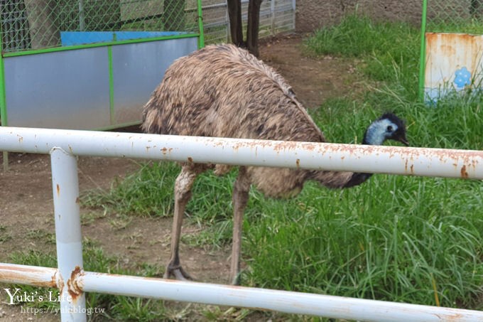 大阪天王寺動物園，北極熊在等你~大阪周遊卡免費觀光親子景點 - yuki.tw