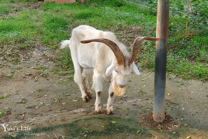 大阪天王寺動物園，北極熊在等你~大阪周遊卡免費觀光親子景點 - yuki.tw