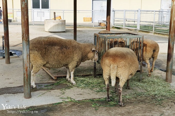 大阪天王寺動物園，北極熊在等你~大阪周遊卡免費觀光親子景點 - yuki.tw