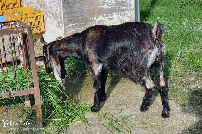 大阪天王寺動物園，北極熊在等你~大阪周遊卡免費觀光親子景點 - yuki.tw