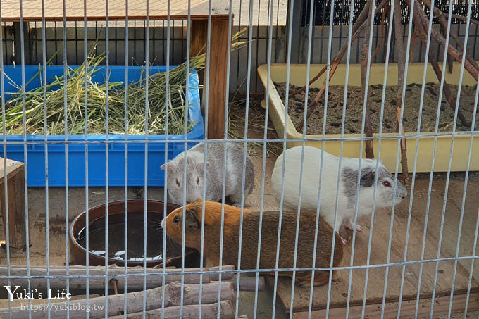 大阪天王寺動物園，北極熊在等你~大阪周遊卡免費觀光親子景點 - yuki.tw