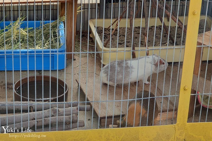 大阪天王寺動物園，北極熊在等你~大阪周遊卡免費觀光親子景點 - yuki.tw