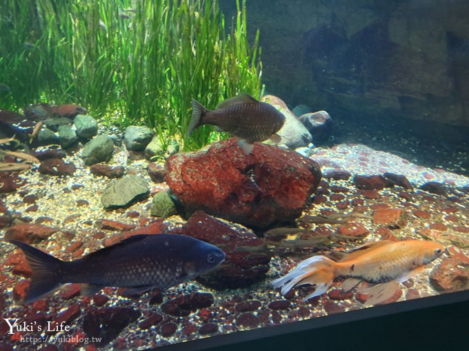 大阪景點【大阪海遊館】親子同遊好去處×可以摸鯊魚和魟魚哦！ - yuki.tw